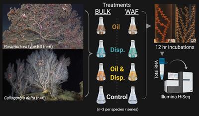 Transcriptomic Responses of Deep-Sea Corals Experimentally Exposed to Crude Oil and Dispersant